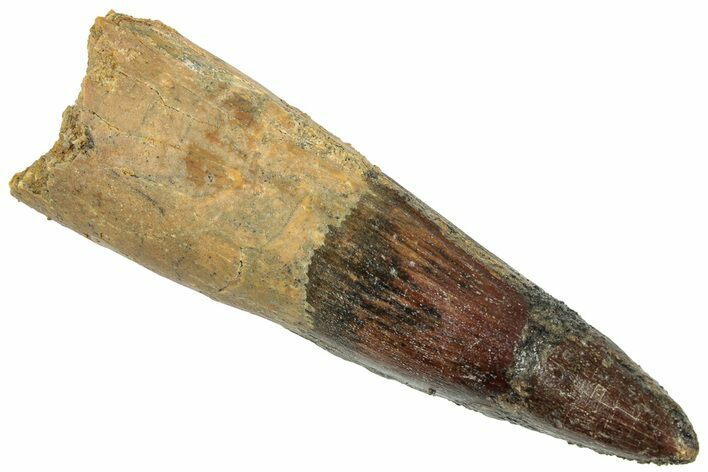 Fossil Spinosaurus Tooth - Real Dinosaur Tooth #322230